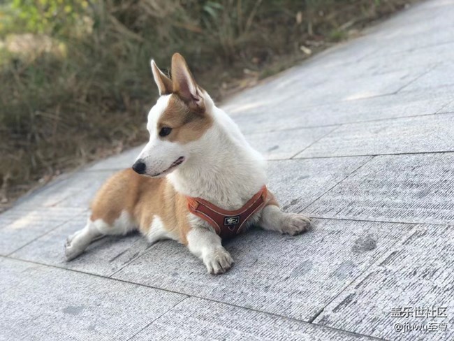 【我的毛孩子】胖狗