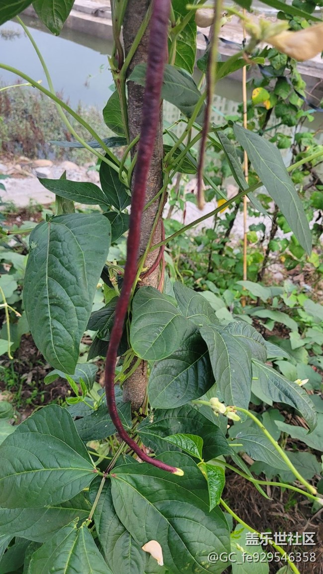 【夏日果實(shí)】豇豆