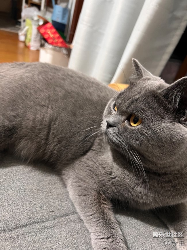 【我的毛孩子】+小貓咪