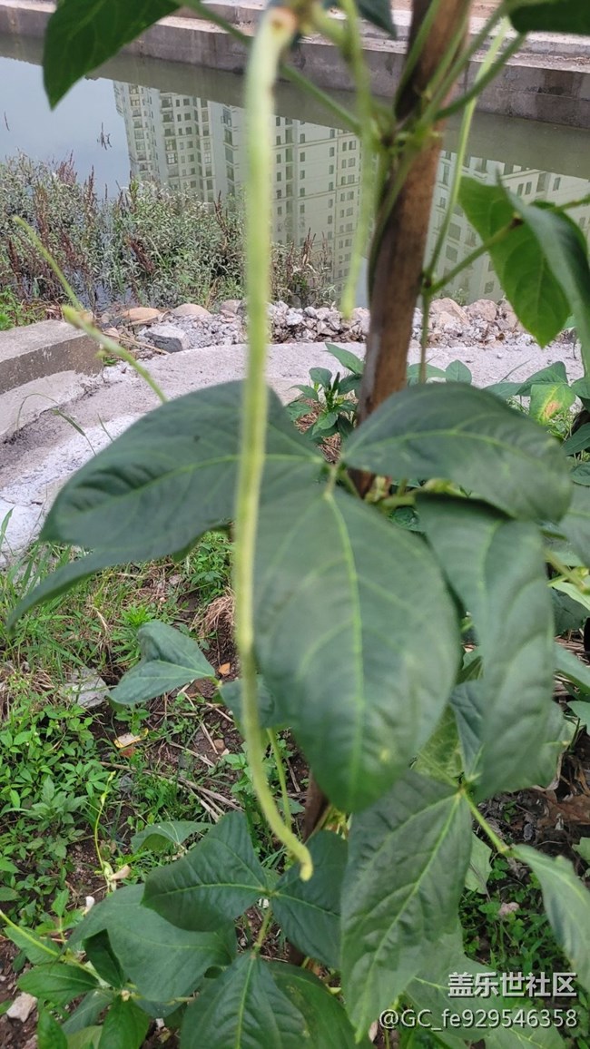 【夏日果實(shí)】豇豆