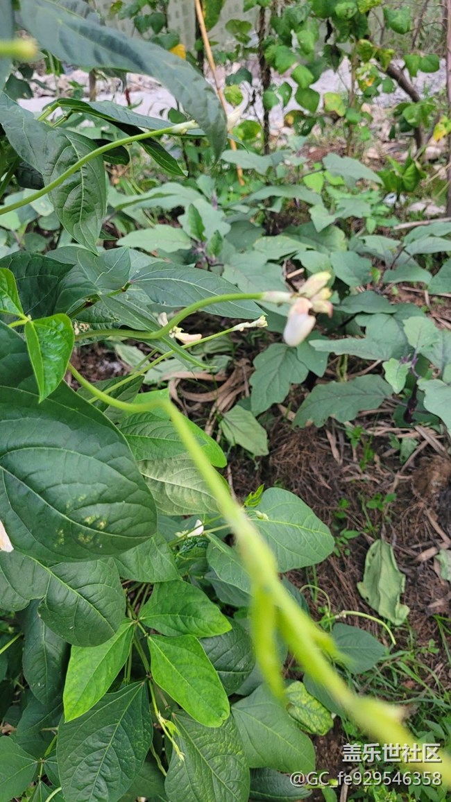 【夏日果實(shí)】豇豆