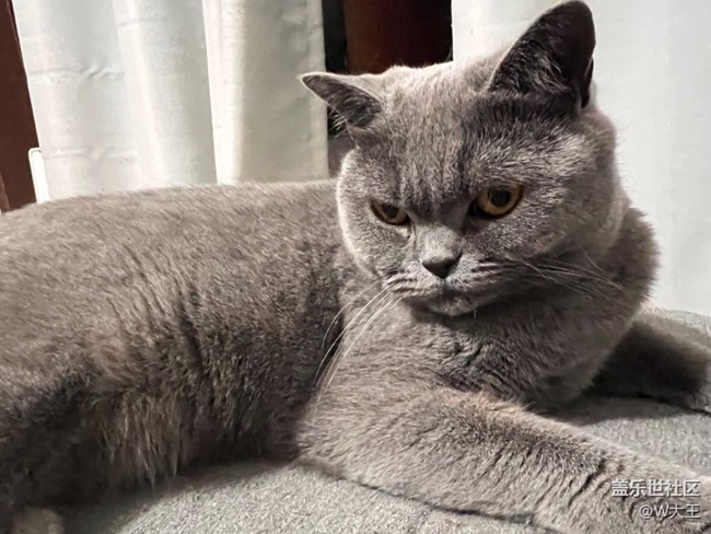 【我的毛孩子】+小貓咪