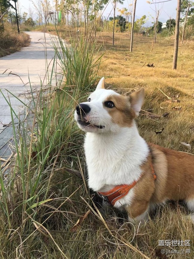 【我的毛孩子】胖狗