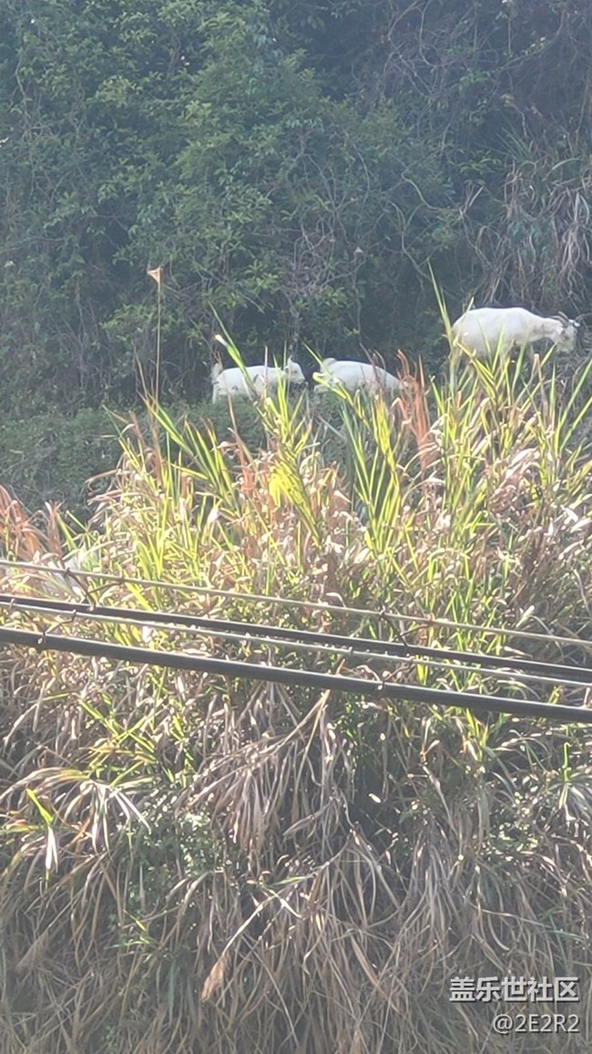 【我的毛孩子】山羊