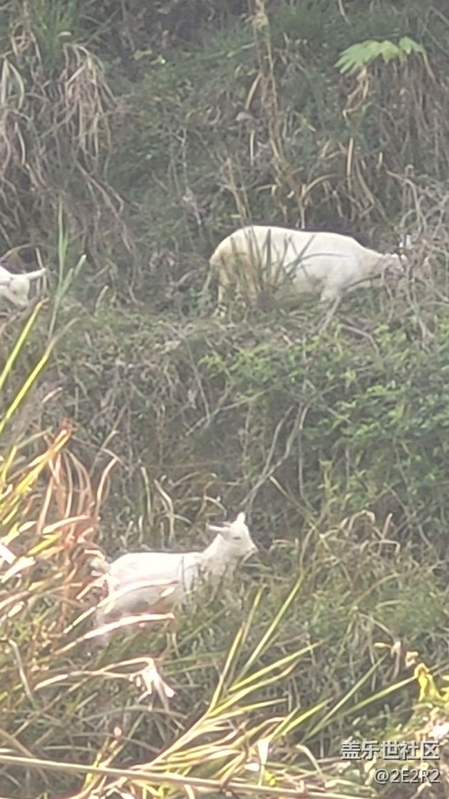 【我的毛孩子】山羊