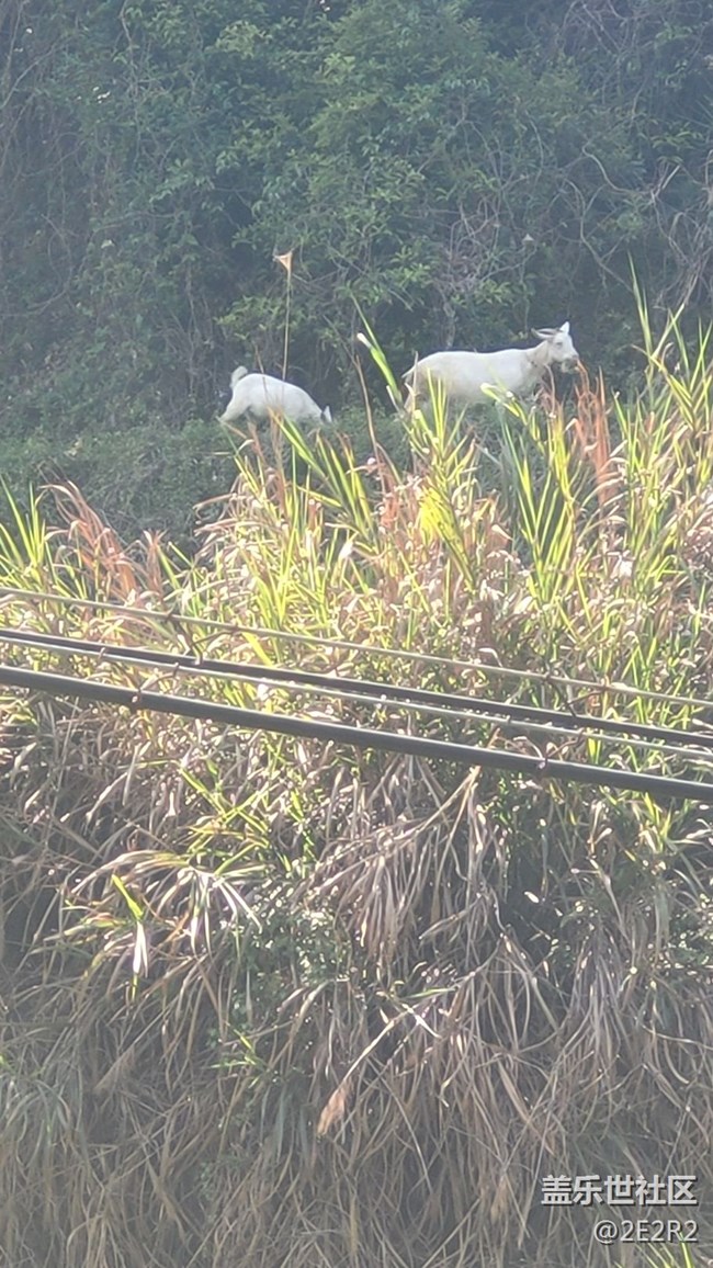 【我的毛孩子】山羊