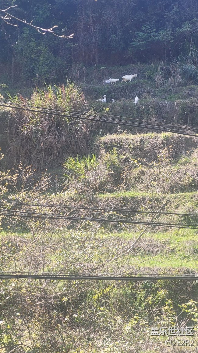 【我的毛孩子】山羊