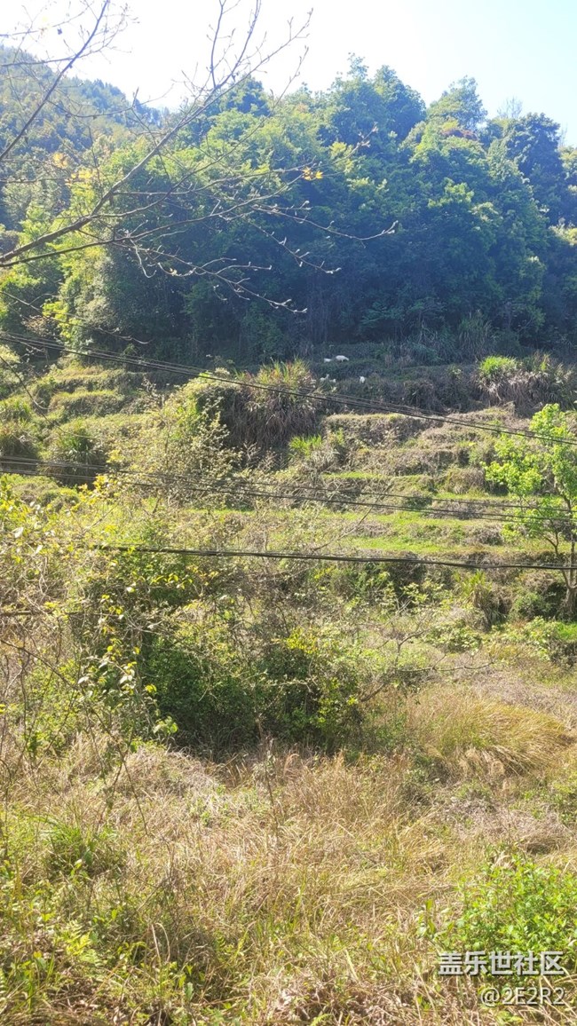 【我的毛孩子】山羊