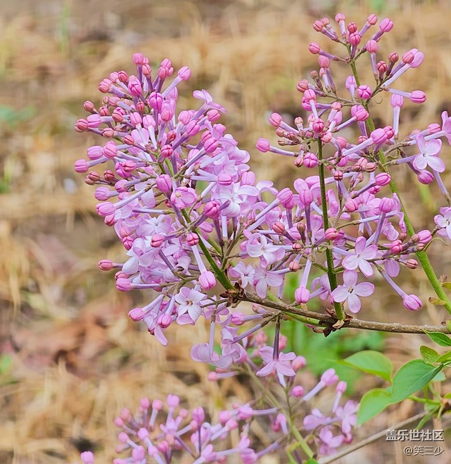 #歡樂時(shí)光——賞花
