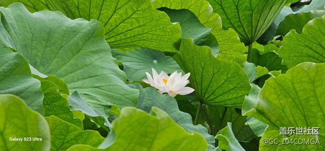 【夏天去撒野】遇見花與禪