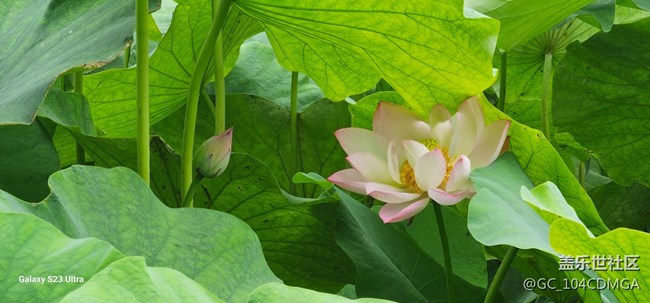 【夏天去撒野】遇見花與禪