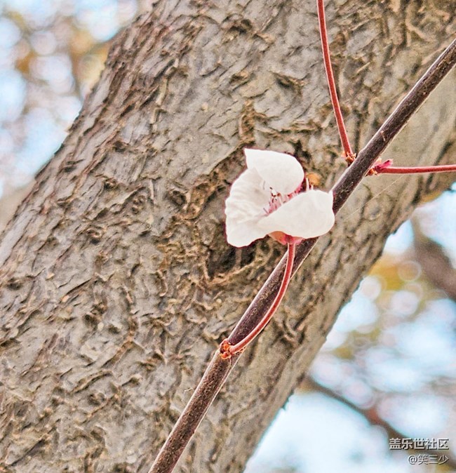 #歡樂時(shí)光——賞花