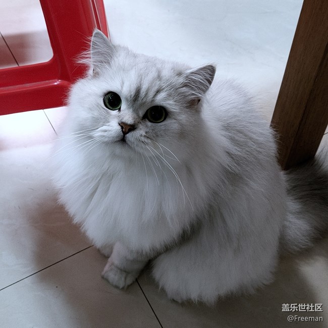 【我的毛孩子】貪吃但可愛