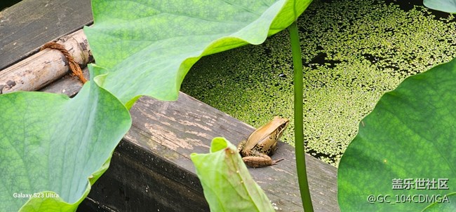 【夏天去撒野】遇見花與禪