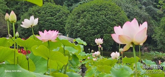 【夏天去撒野】遇見花與禪