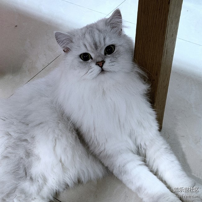 【我的毛孩子】貪吃但可愛