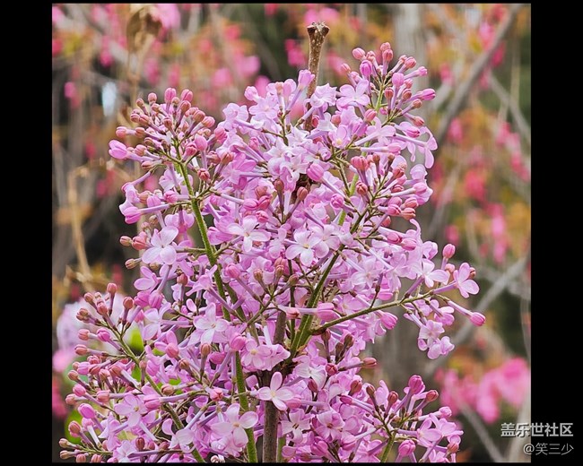 #歡樂時(shí)光——賞花