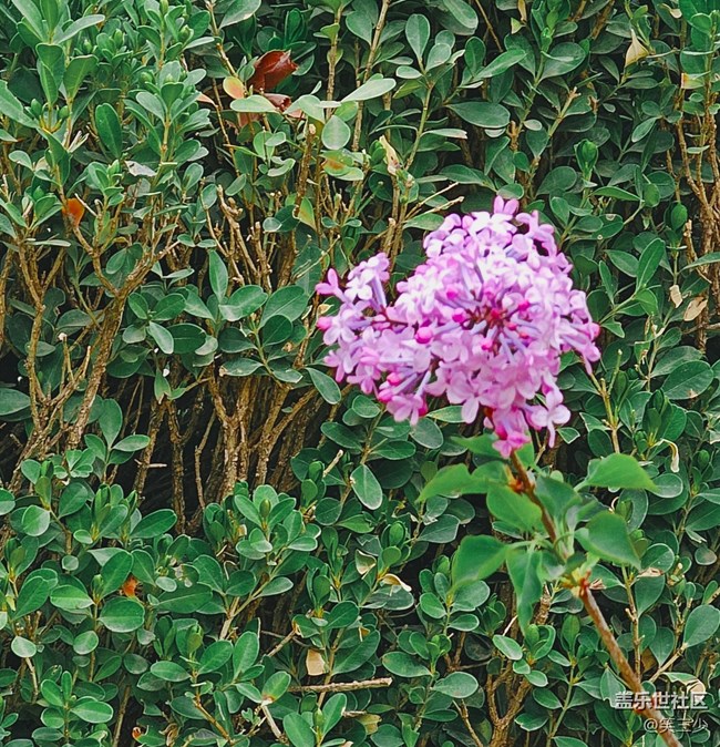 #歡樂時(shí)光——賞花