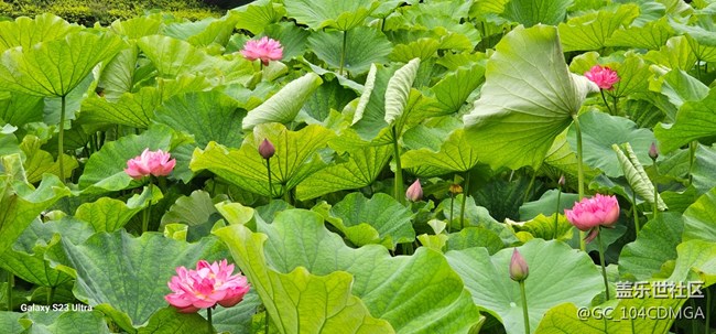 【夏天去撒野】遇見花與禪