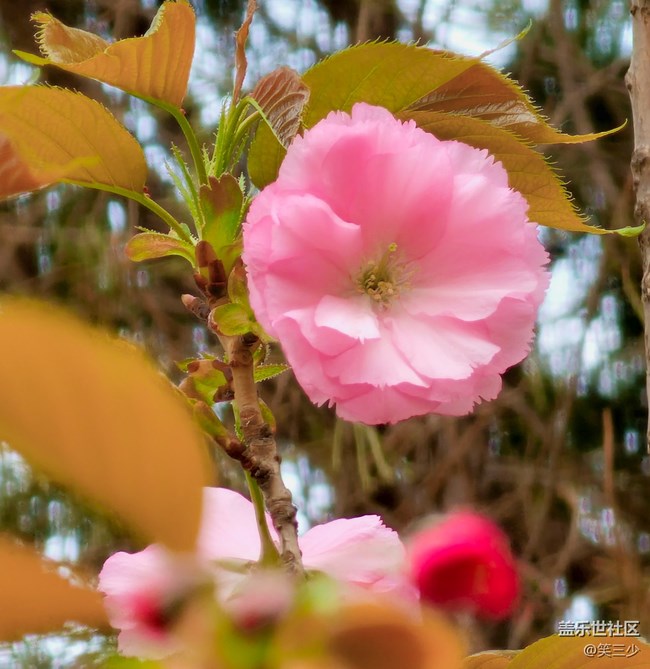 #歡樂時(shí)光——賞花