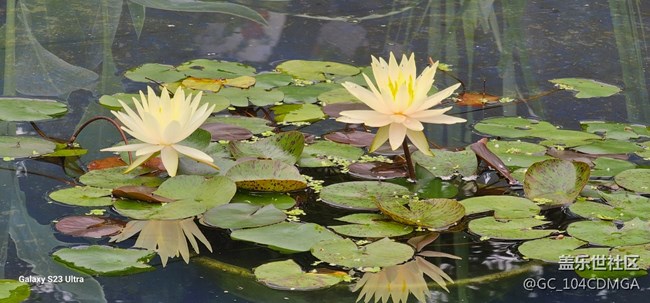 【夏天去撒野】遇見花與禪