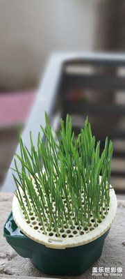 又長(zhǎng)高了