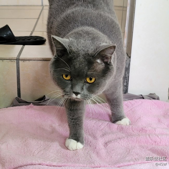 【我的毛孩子】一坨貓