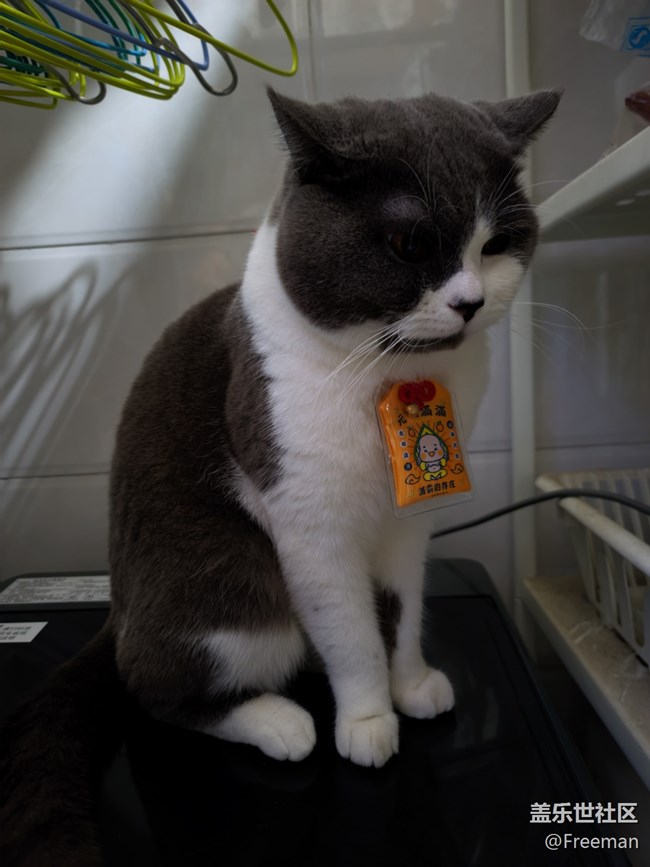 【我的毛孩子】奇奇怪怪的修貓