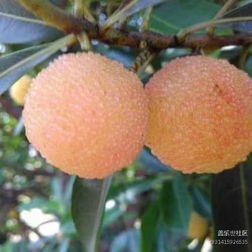 【夏日果實(shí)】水晶楊梅