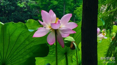 【鏡頭里的夏天】映日荷花