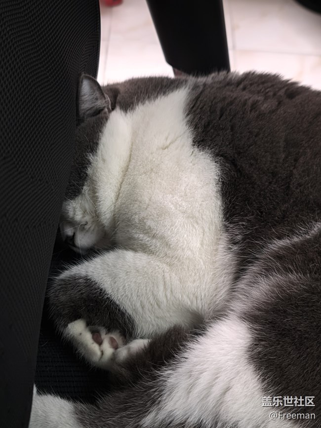 【我的毛孩子】奇奇怪怪的修貓