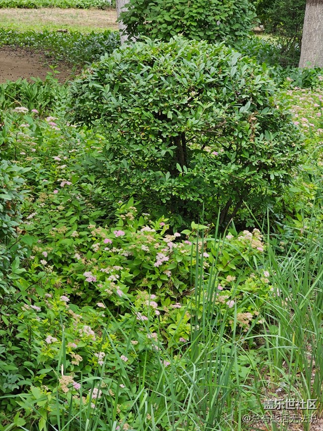 【珍貴的一天】拍拍花花草草樹(shù)樹(shù)