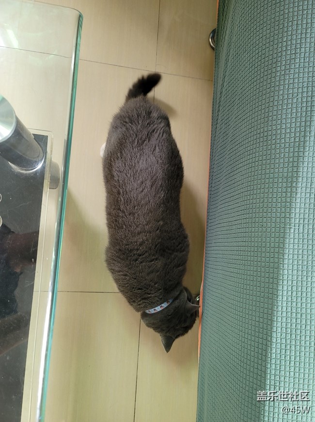 【我的毛孩子】一坨貓