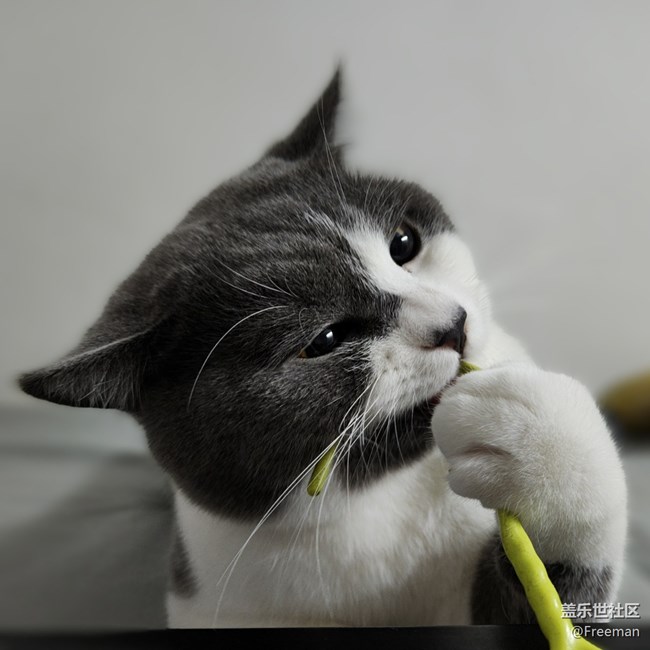 【我的毛孩子】奇奇怪怪的修貓