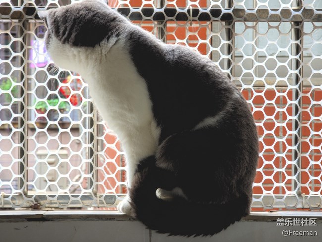 【我的毛孩子】奇奇怪怪的修貓