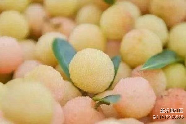 【夏日果實(shí)】水晶楊梅