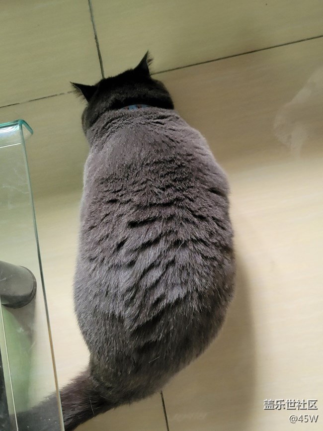 【我的毛孩子】一坨貓