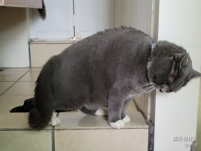 【我的毛孩子】一坨貓