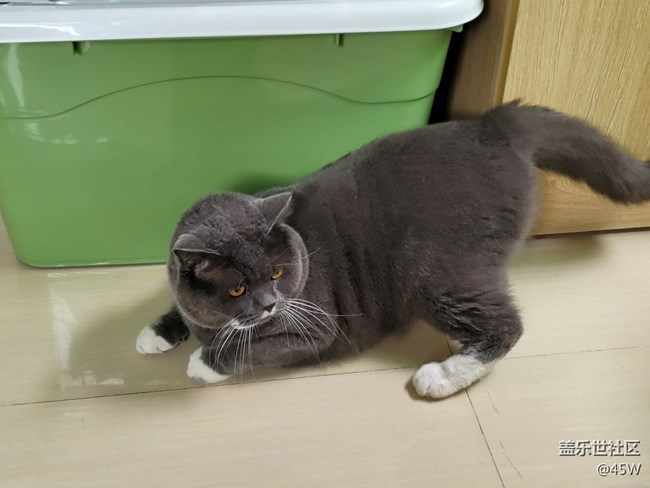 【我的毛孩子】一坨貓