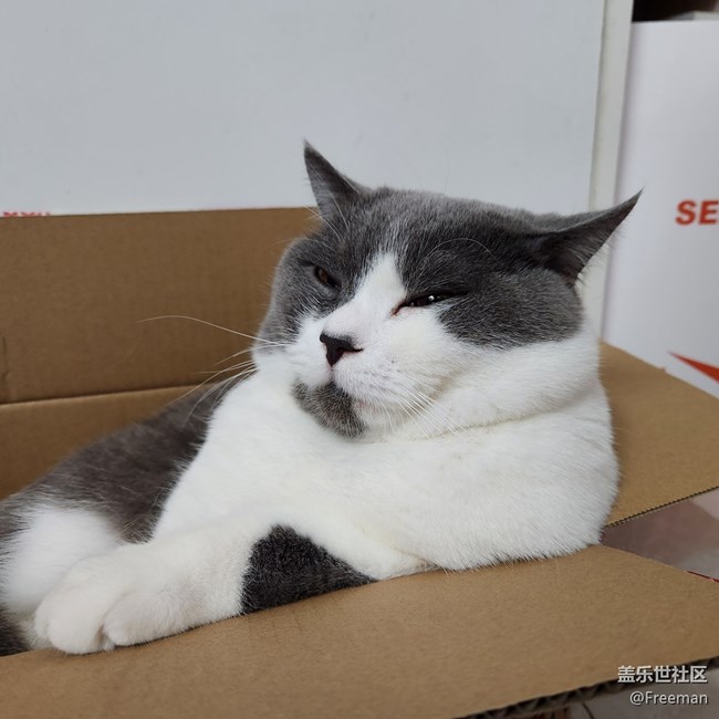 【我的毛孩子】奇奇怪怪的修貓