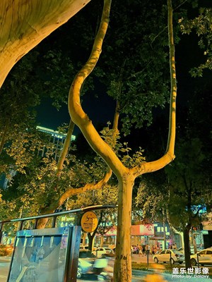 大樹杈