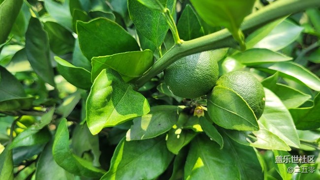 【夏日果實(shí)】橘子