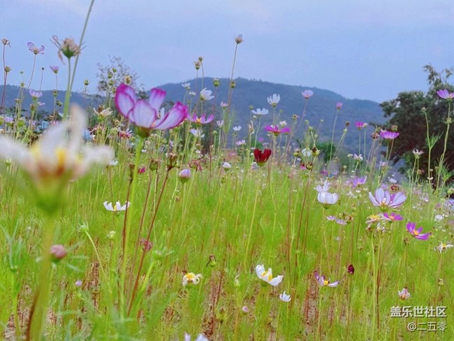 #歡樂(lè)時(shí)光——邂逅紫色