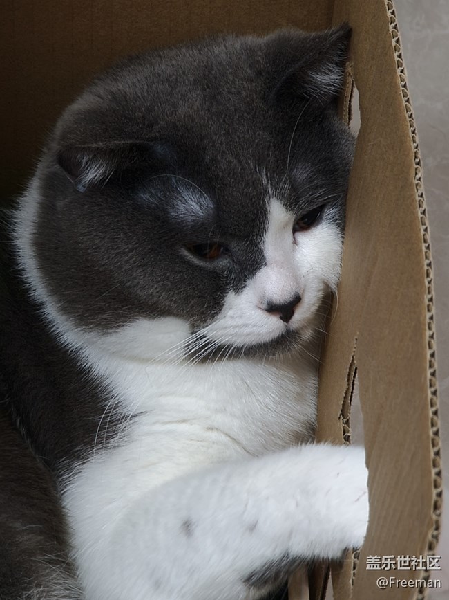 【我的毛孩子】箱貓