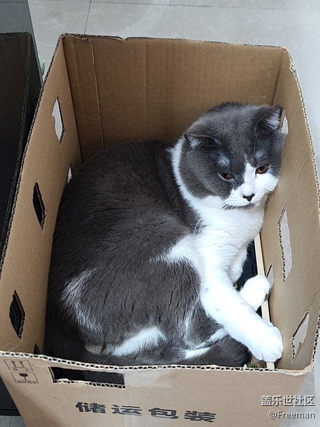 【我的毛孩子】箱貓