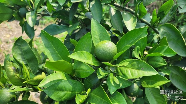 【夏日果實(shí)】橘子