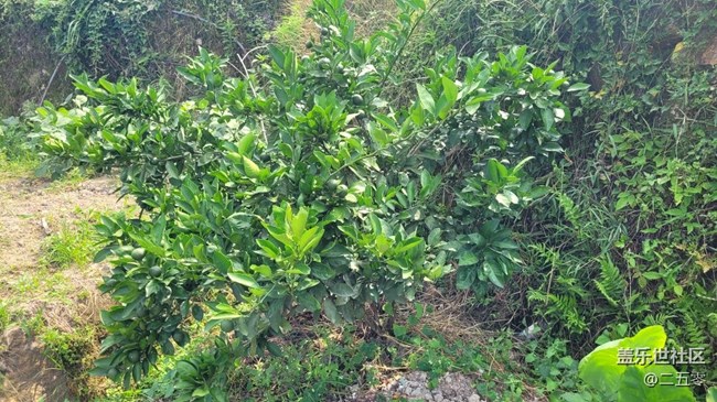 【夏日果實(shí)】橘子