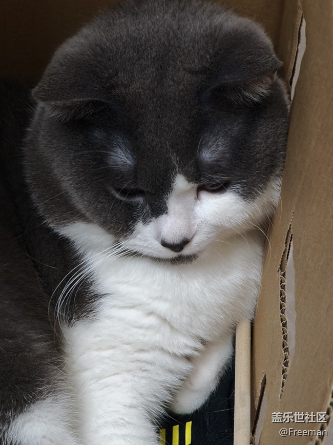 【我的毛孩子】箱貓