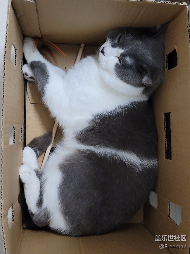 【我的毛孩子】箱貓