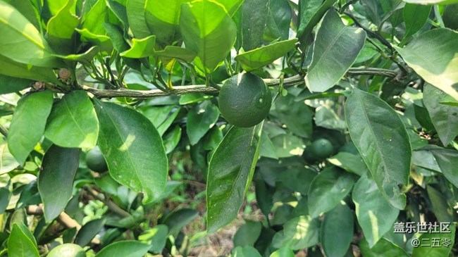 【夏日果實(shí)】橘子